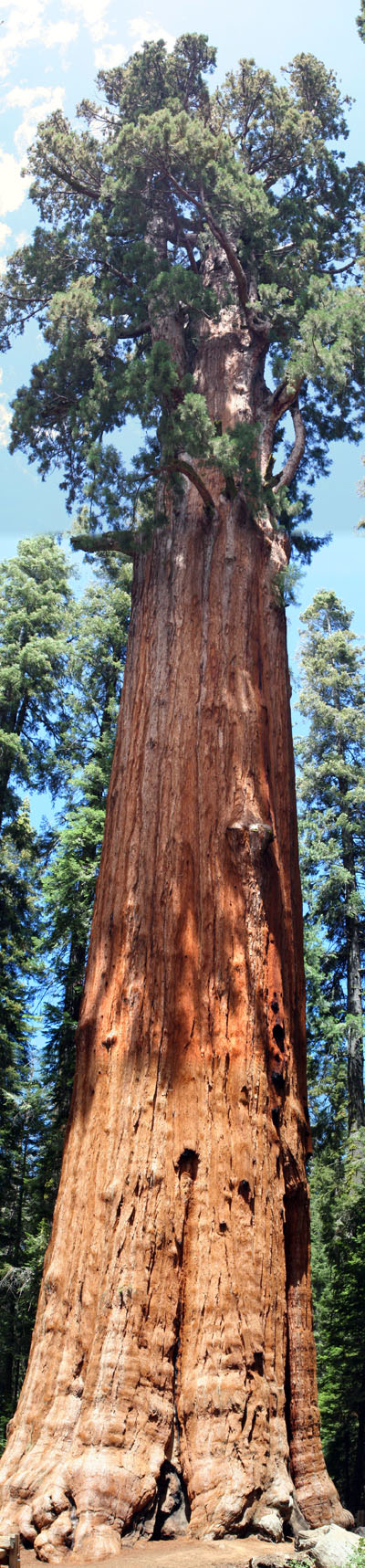 General Sherman Tree